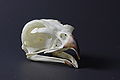 Buteo regalis skull (Ferruginous Hawk)