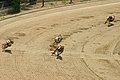 Greyhounds racing
