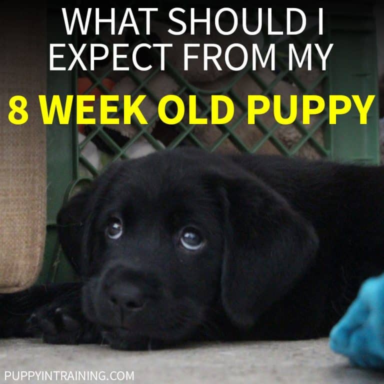 What Should I Expect From My 8 Week Old Puppy?