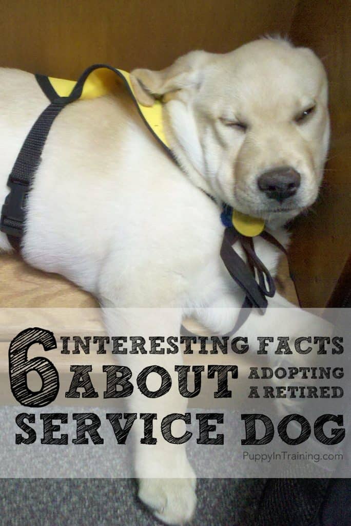 Facts about adopting a retired service dog