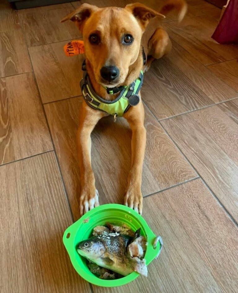 What Are The Best Bowls For Raw Dog Food?