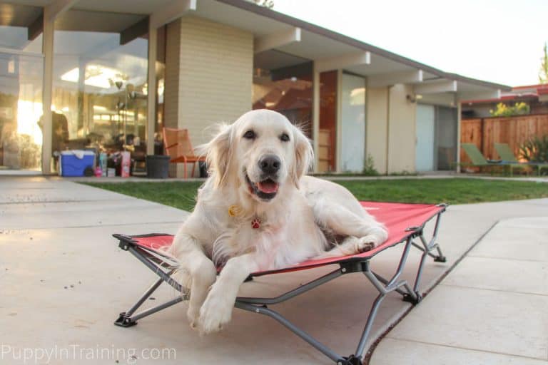 Carlson Dog Cot with Raven