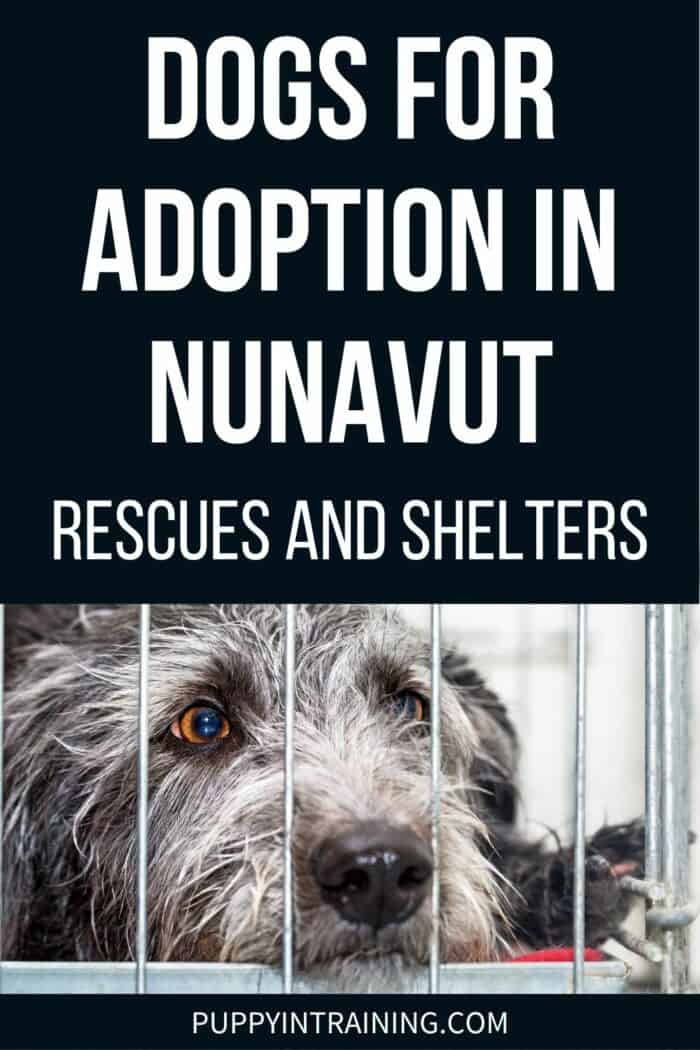 Dogs For Adoption In Nunavut - Rescues and Shelters - dog lying down in cage.