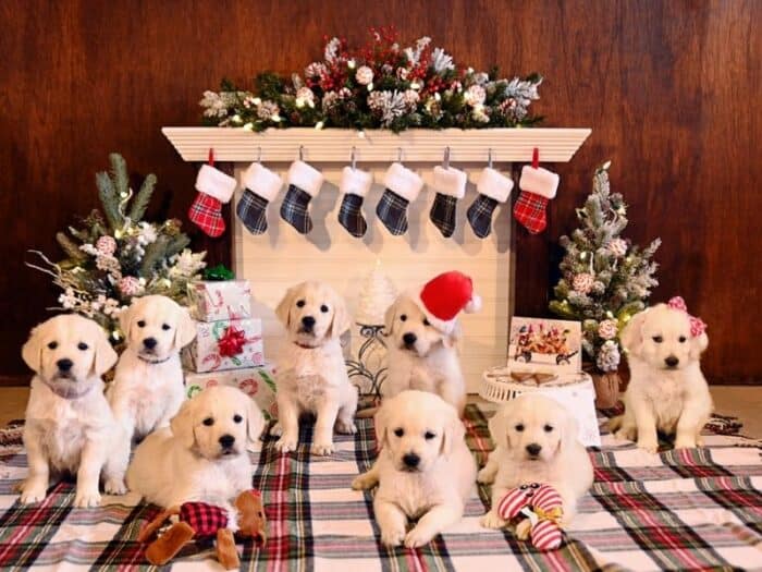 English Cream Golden Retriever Christmas Pups