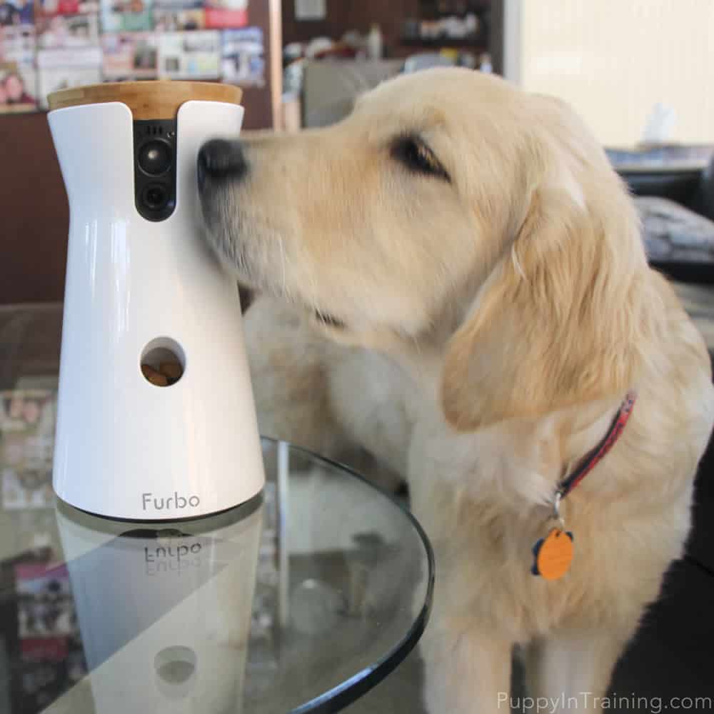 Bear and the Furbo Treat Dispenser