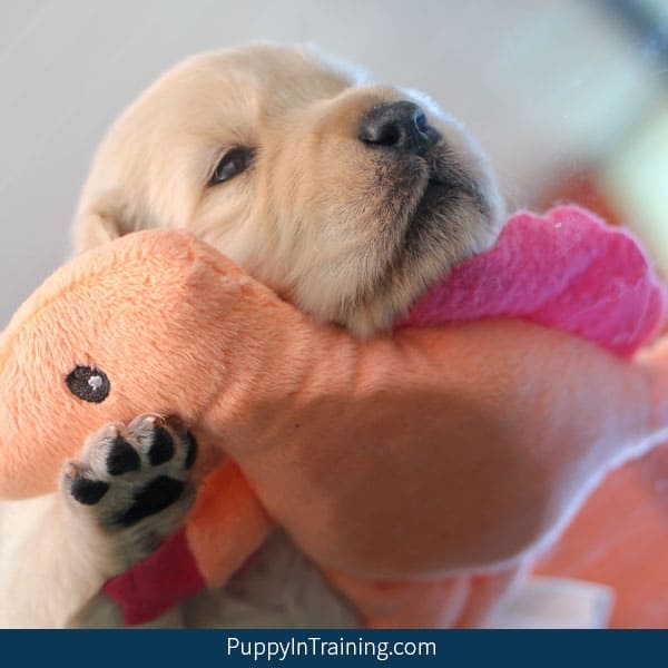 Golden Retriever Pups Week 3