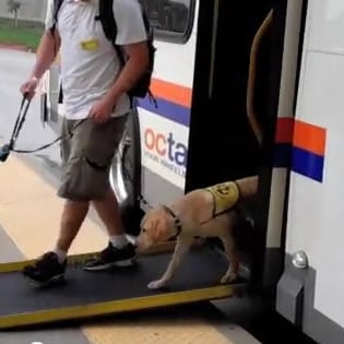 OCTA Service Animal Training