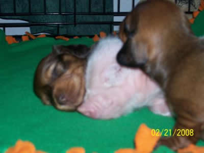 Pink the piglet and puppy head to head