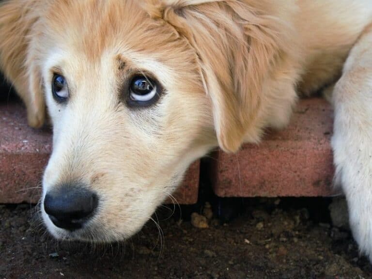 Puppy Body Language: Understanding Puppy Communication