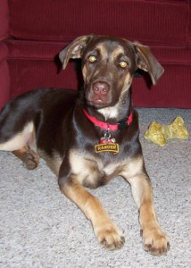 Ranger Brindle Lab
