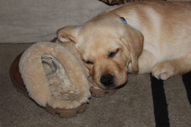 Puppy sleeping on slippers