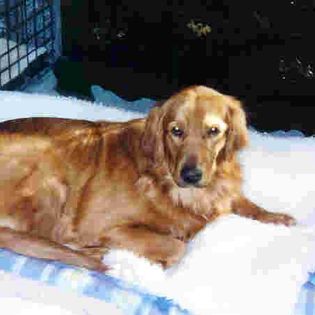 Spencer on orthopedic bed 