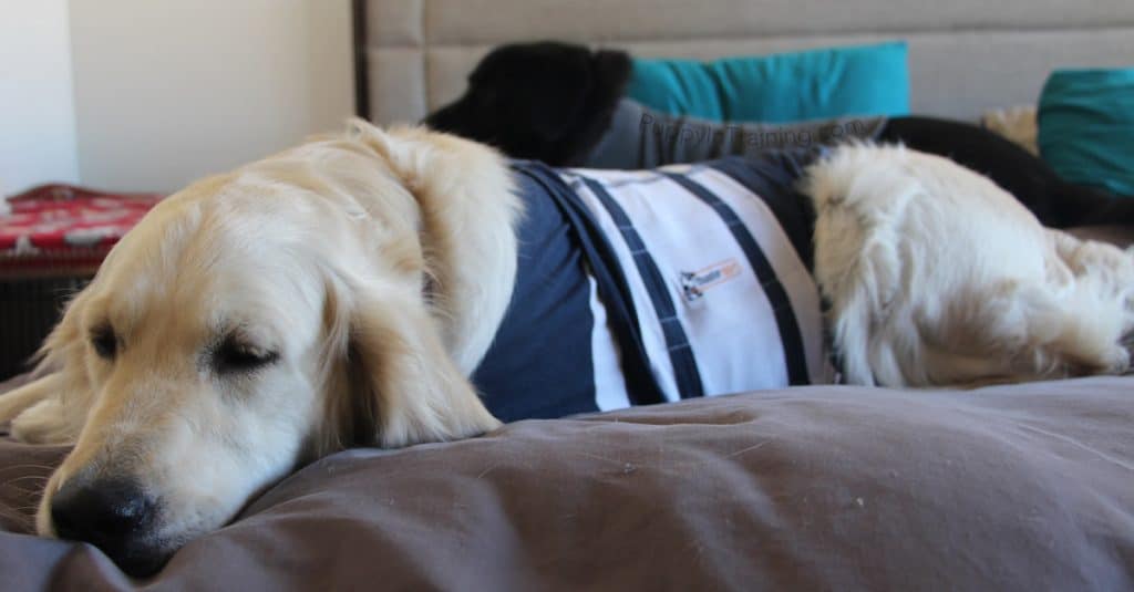 Raven and Linus in their Thundershirts