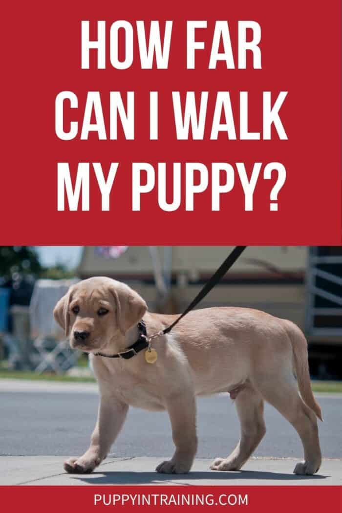Yellow Lab puppy out for a stroll on the sidewalk